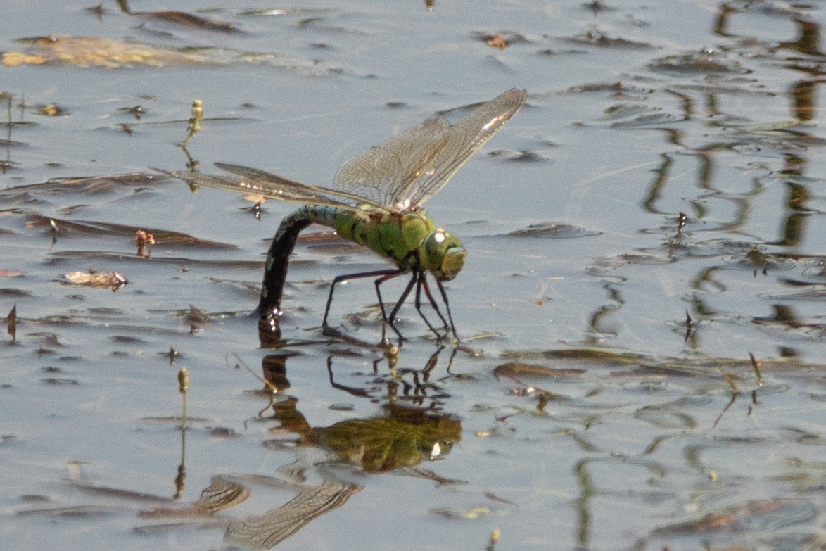 Anax_imperator
